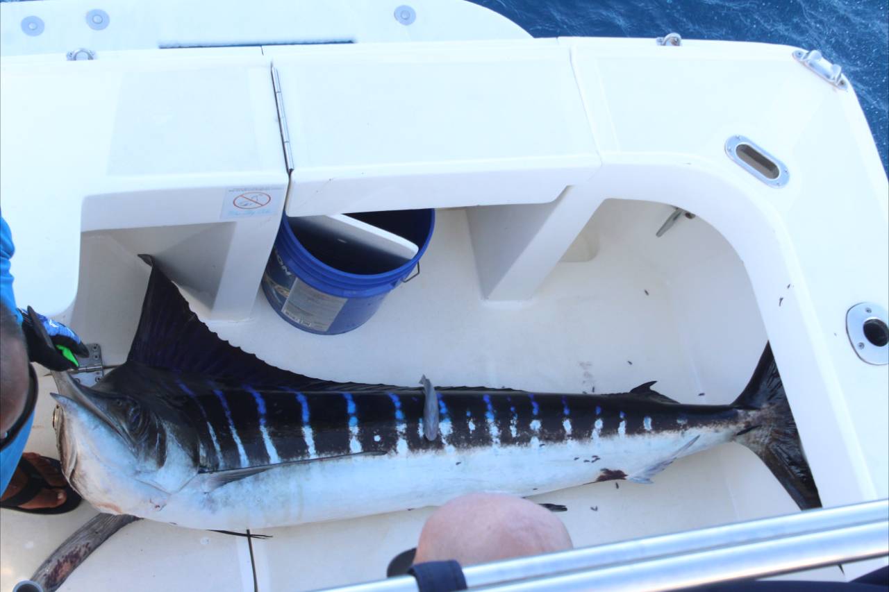 What Months Are Best for Fishing in Cabo