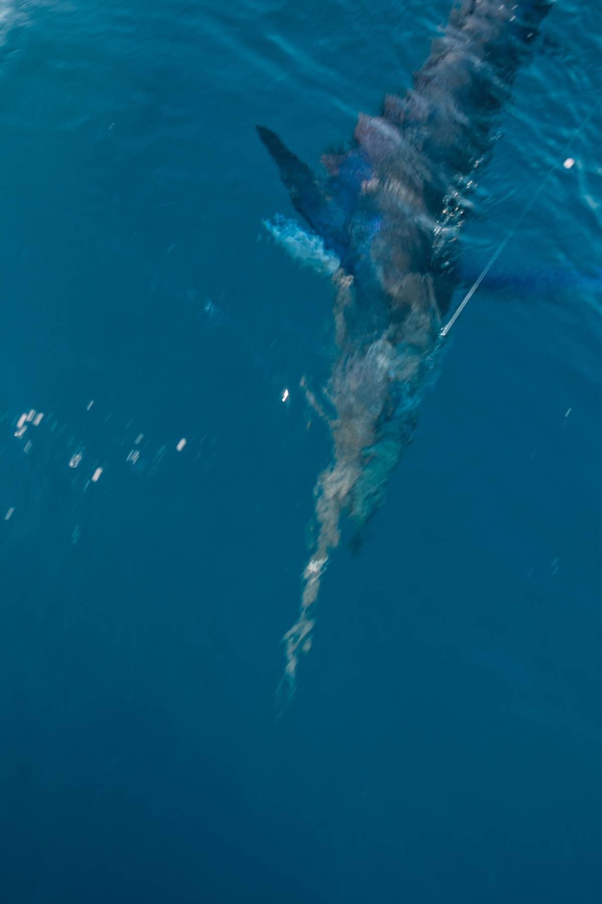 Cabo San Lucas Marlin Fishing September
