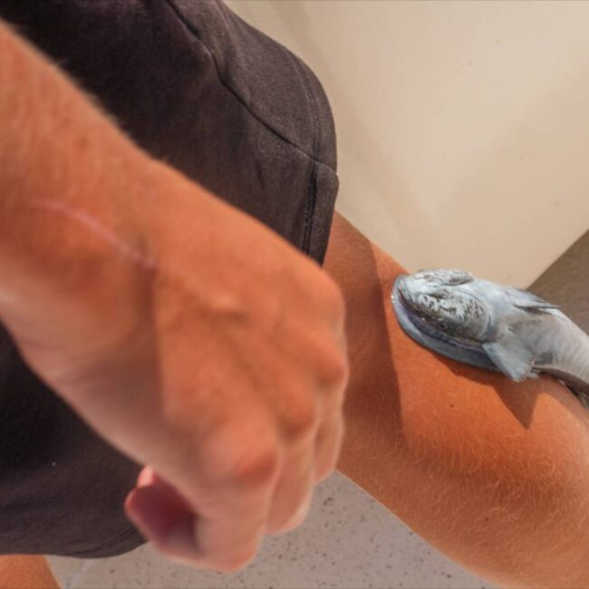 What Bait Is Best for Cabo Fishing in September
