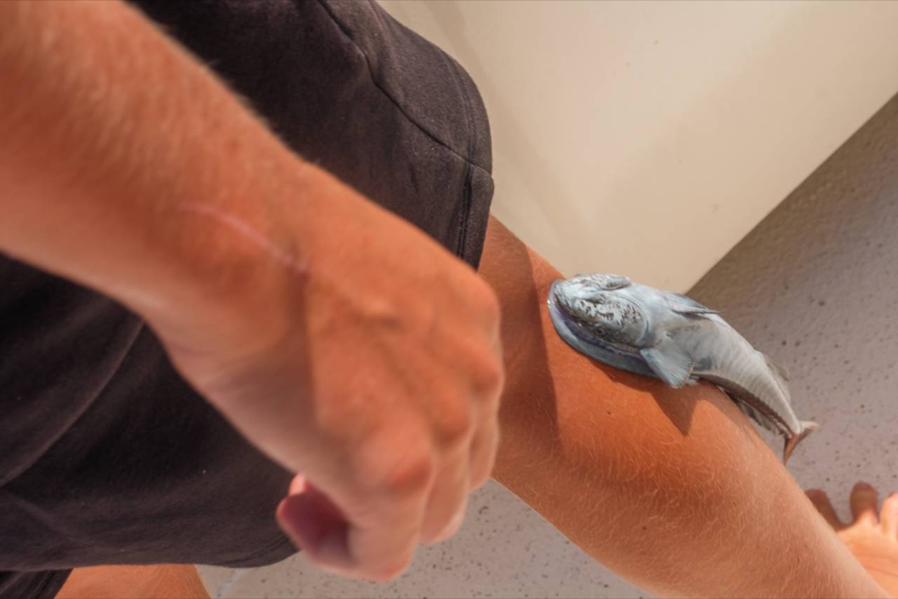 What Bait Is Best for Cabo Fishing in September