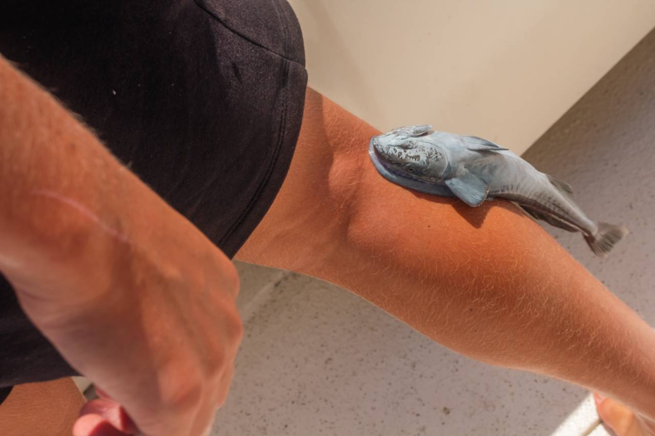 Do October Cabo Fishing Charters Include Fishing Licenses and Live Bait