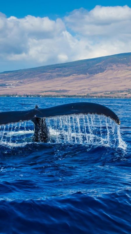 Whale watching tours in Cabo San Lucas